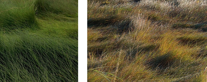 Saltmeadow cordgrass 