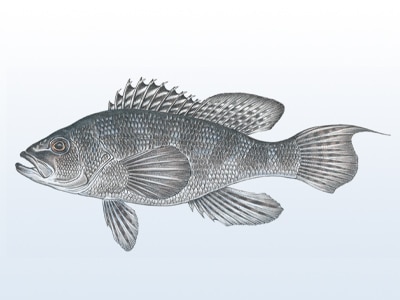 A black sea bass illustration.