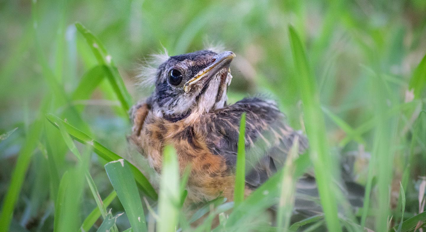 young robin in grass