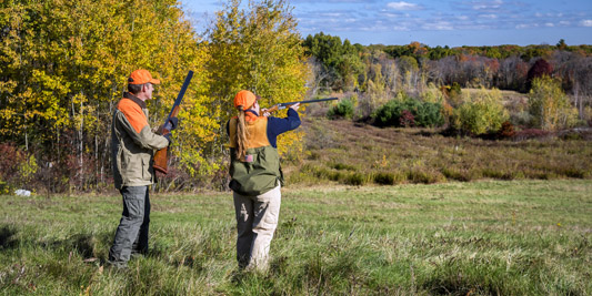 pheasant hunting
