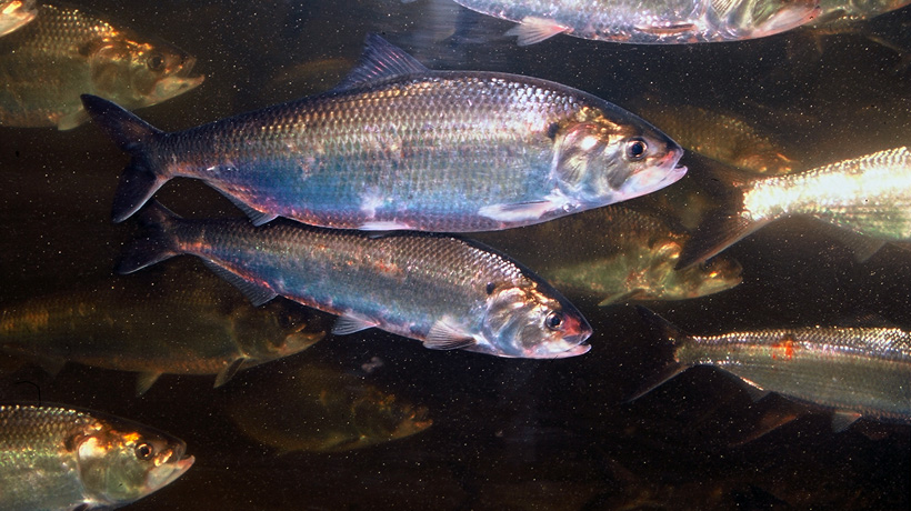 American shad