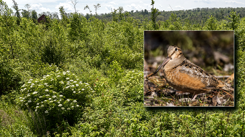 Young forest and woodcock
