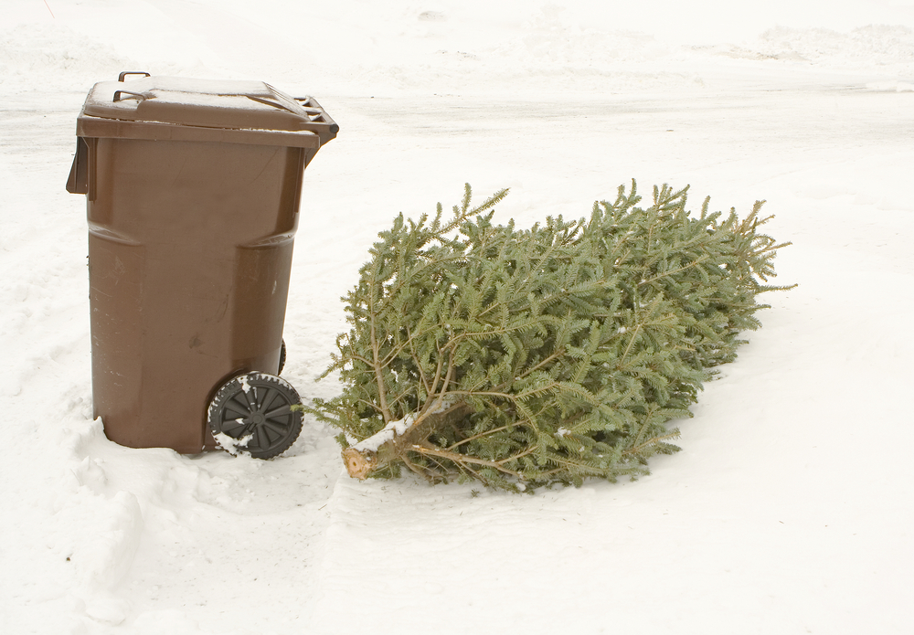 Trash can and Christmas tree ready for curbside disposal