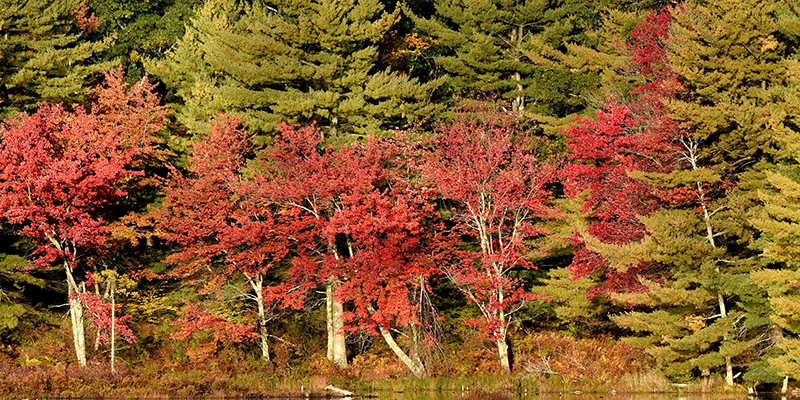 Muddy Brook WMA
