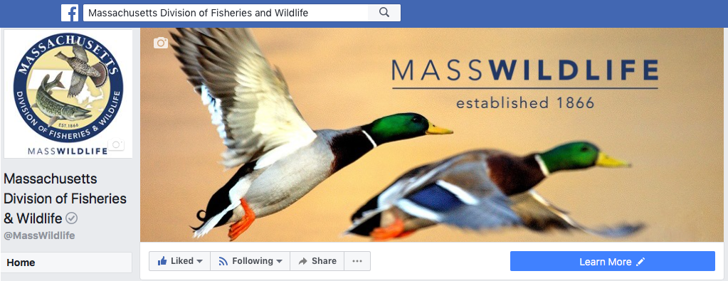 MassWildlife Facebook page