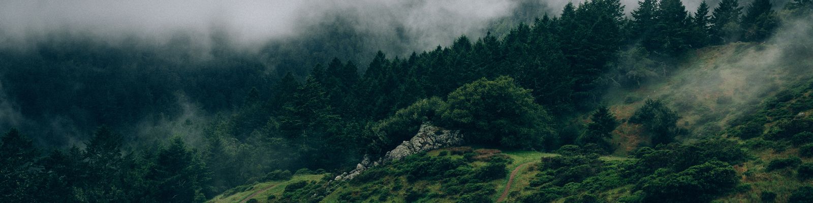 Image of a forest