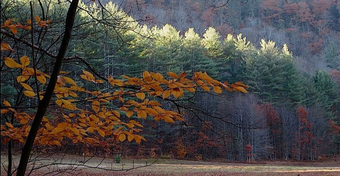 mohawk trail trees
