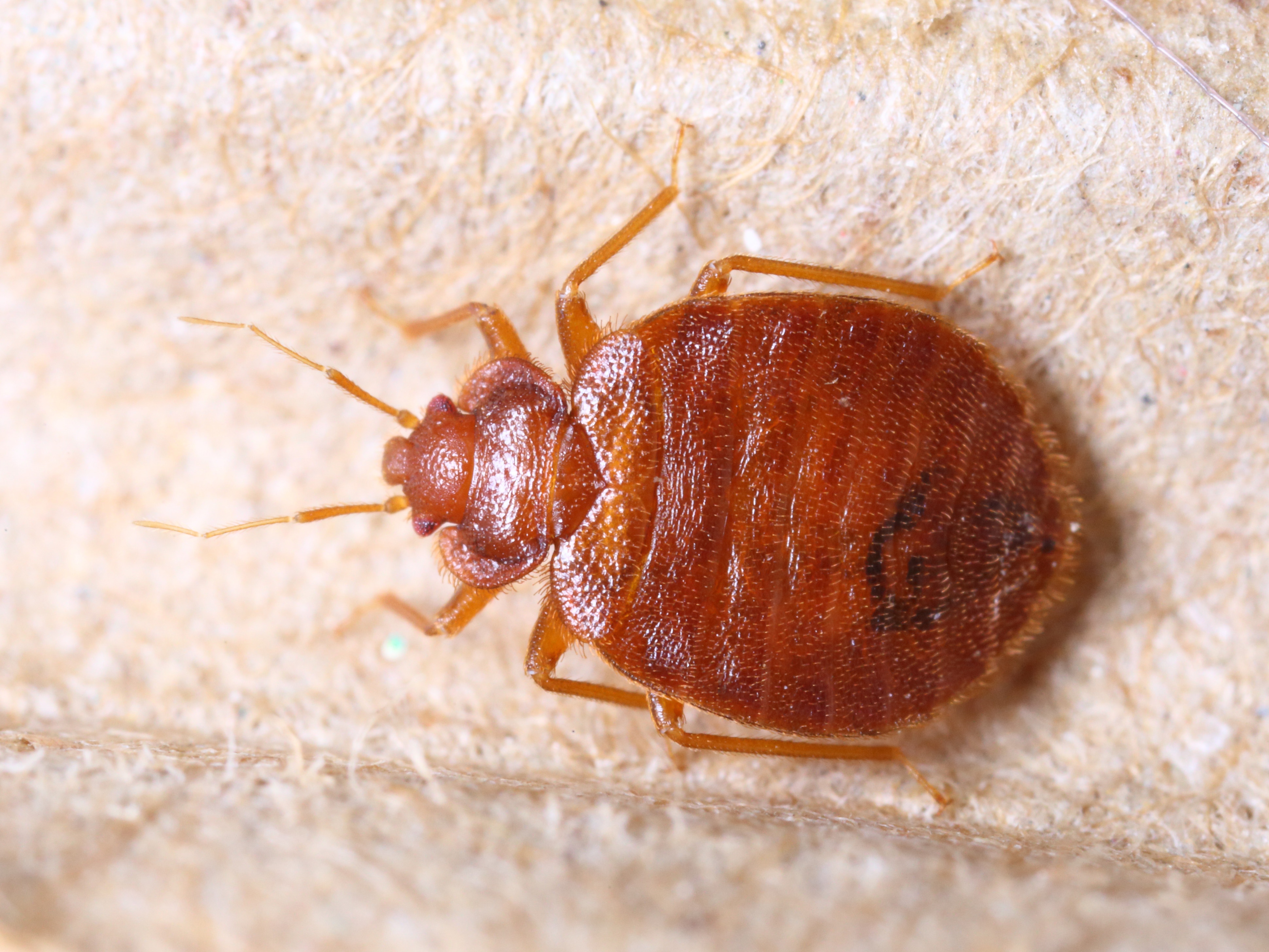 An adult bed bug