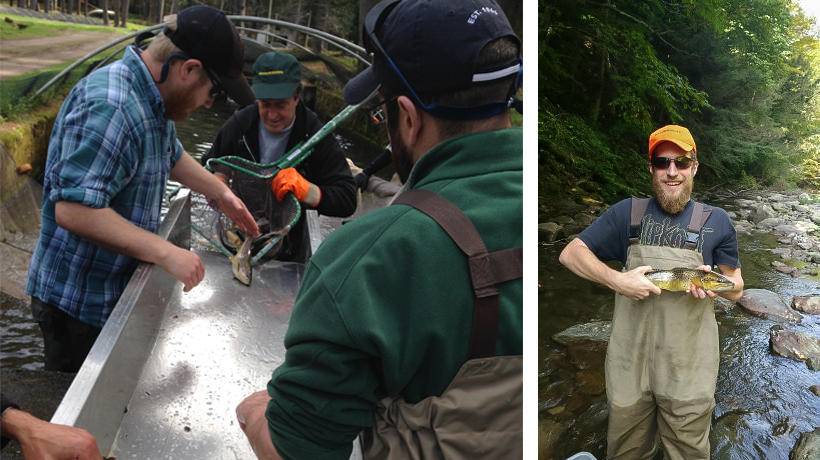 Brown trout study