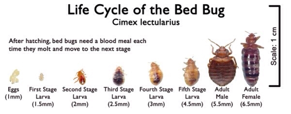 Awesomepest Bed Bug Removal Dallas Bed Bugs