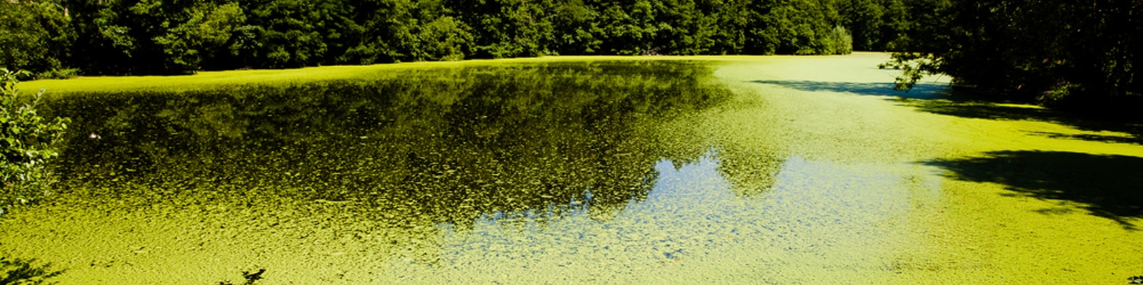 Algae blooms on fresh water