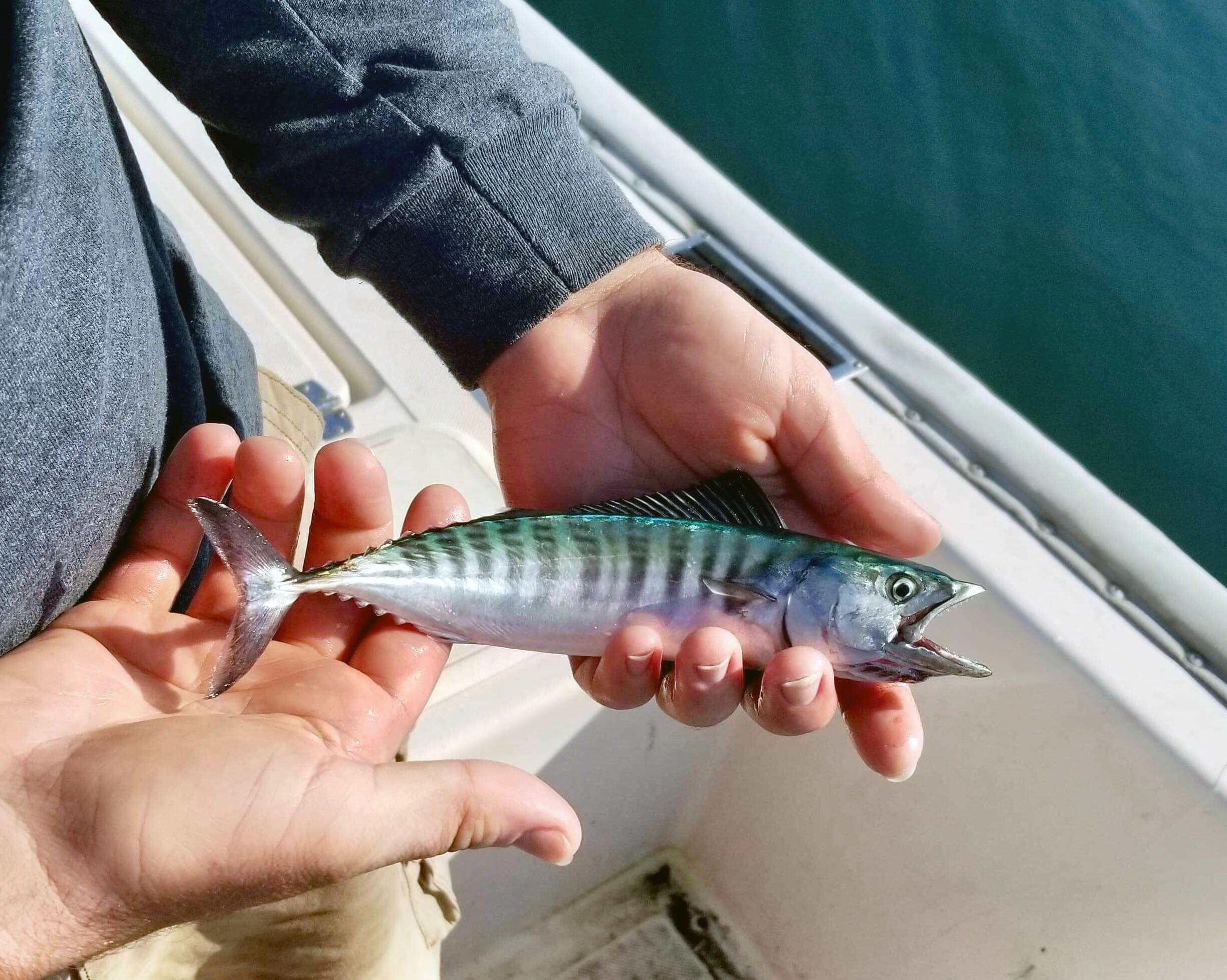 A young-of-the-year bonito caught by an angler at the Piscataqua River. Photo courtesy of Pierce Howell.