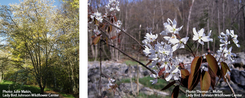 Downy serviceberry