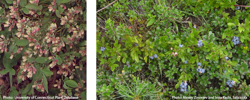 Lowbush blueberry