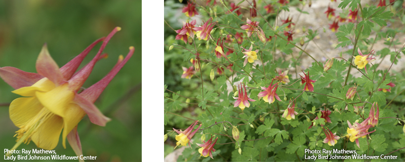 Red columbine