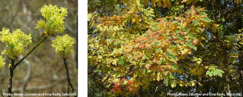 Sassafras