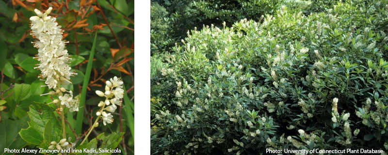 Sweet pepperbush