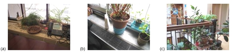 Photos show plants is placed in the airstream of a unit heater in an office.