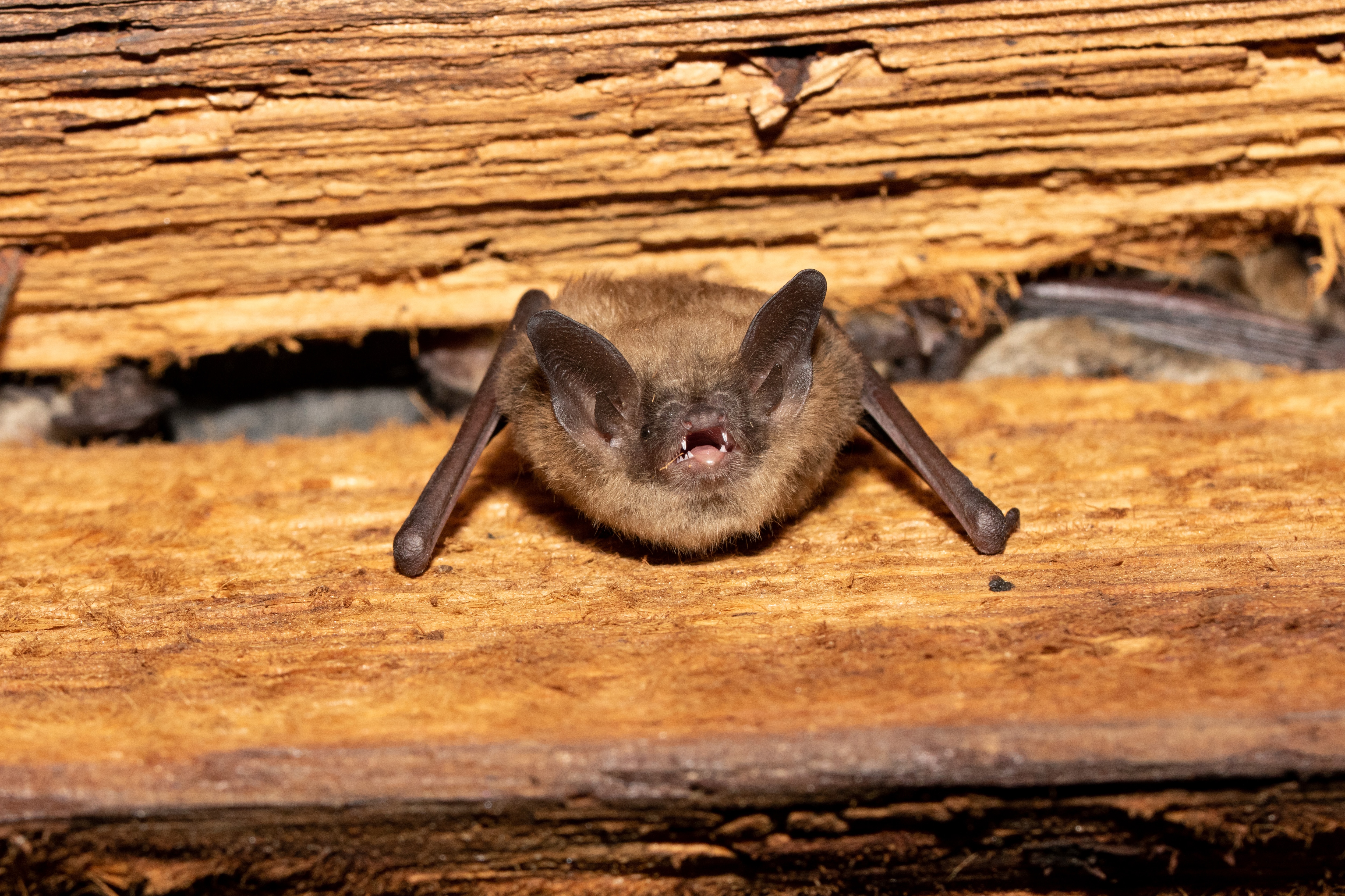 Survival Time: How Long Can a Bat Live Trapped in a House?