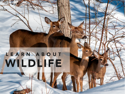 Division of Fisheries and Wildlife | Mass.gov