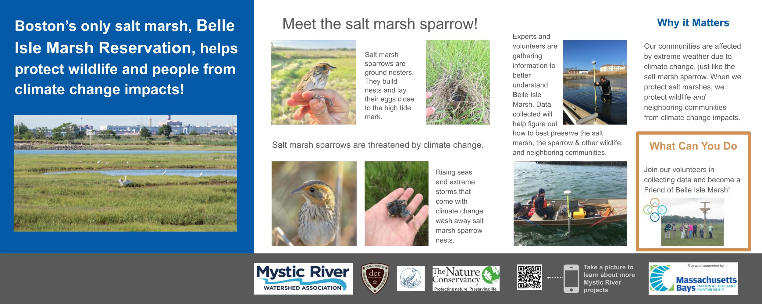 Poster includes photos and information about the Salt Marsh Sparrow, a species threatened by sea level rise. The poster presents information about efforts to collect data information that will help support the long-term health of the marsh.