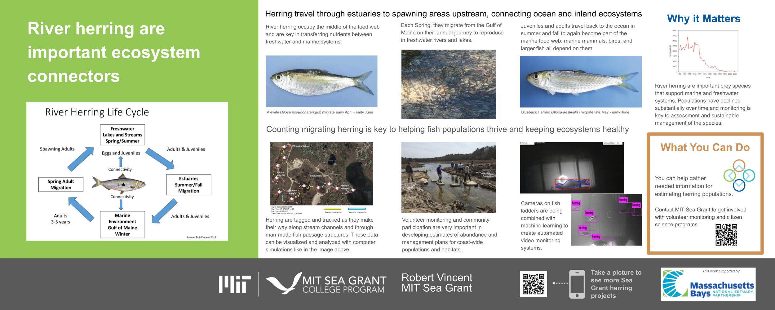Poster shows information on tagging and counting herring.