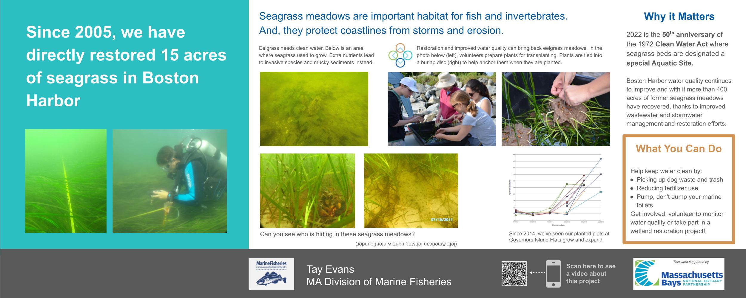 Poster describes some of the work of the Division of Marine Fisheries to restore eelgrass in Boston  Harbor.