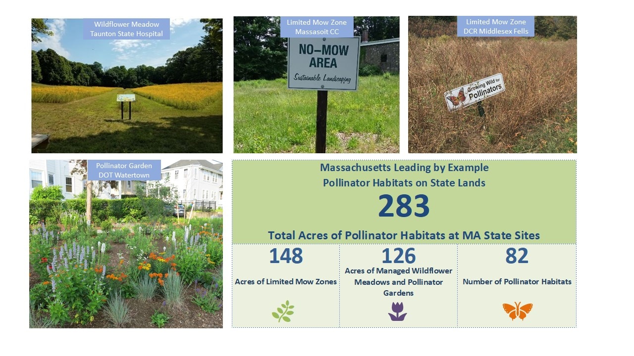 283 acres of pollinator habitats at MA state sites