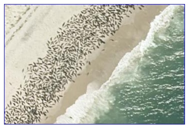 2021 aerial imagery - seals