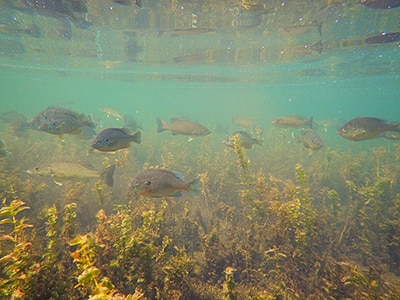 Sunfish bass underwater