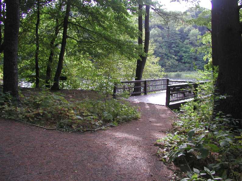 A smooth, gentle trail in the woods leads to a platform with railings on the edge of a lake.