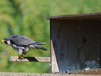 Perigrine Falcon and chicks in box