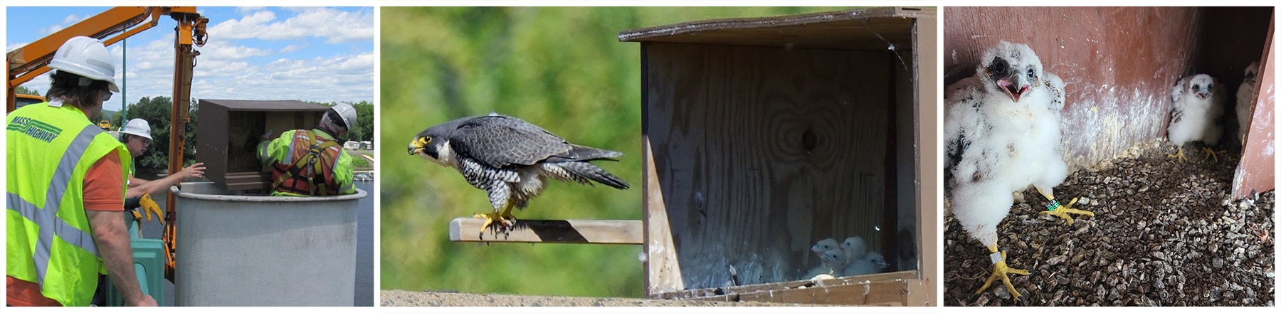Installation of peregrine falcon nesting boxes, a mother peregrine falcon with her chicks in a nesting box, and a close up of the peregrine falcon chicks