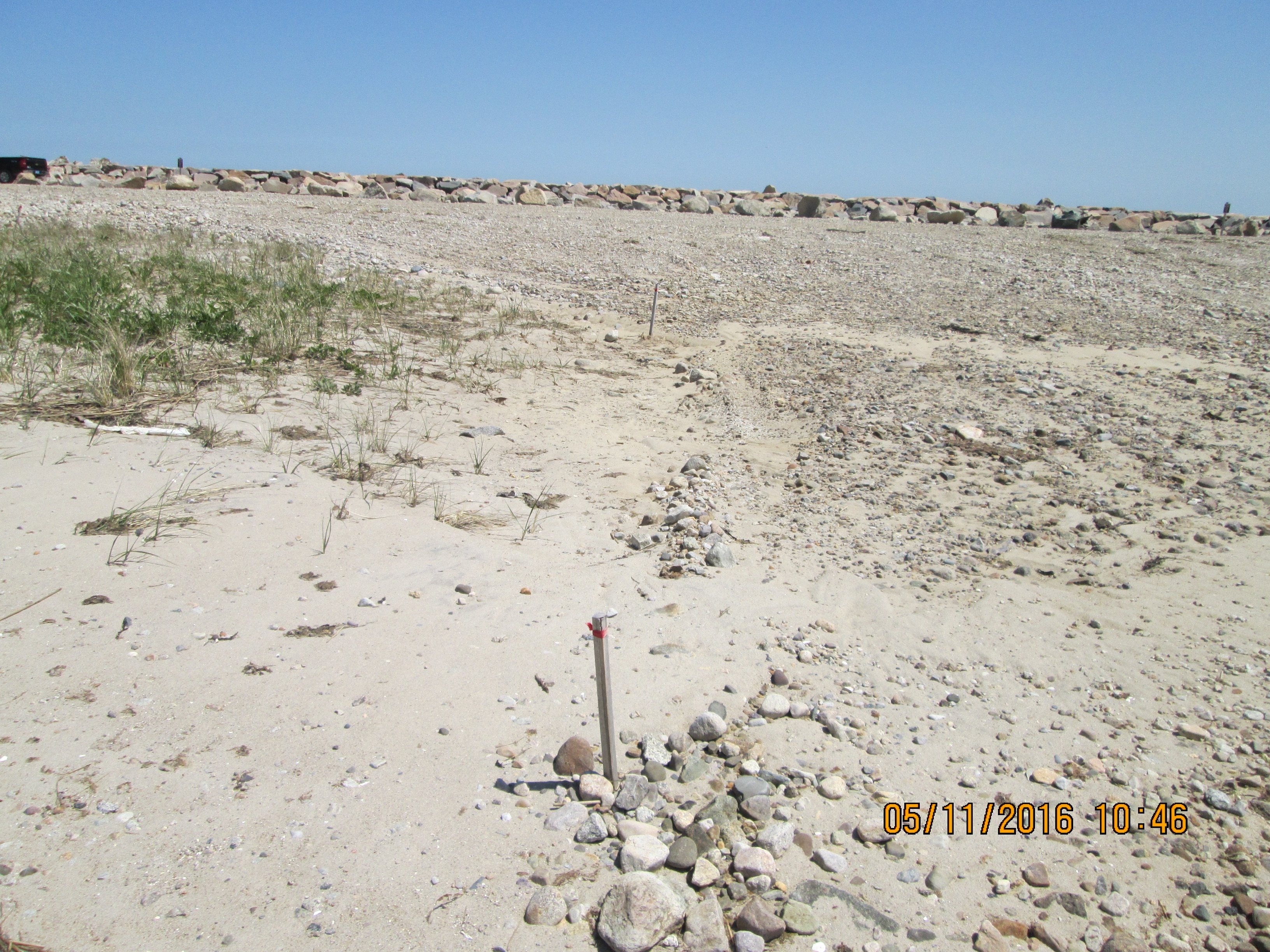 view of dune area after nourishment