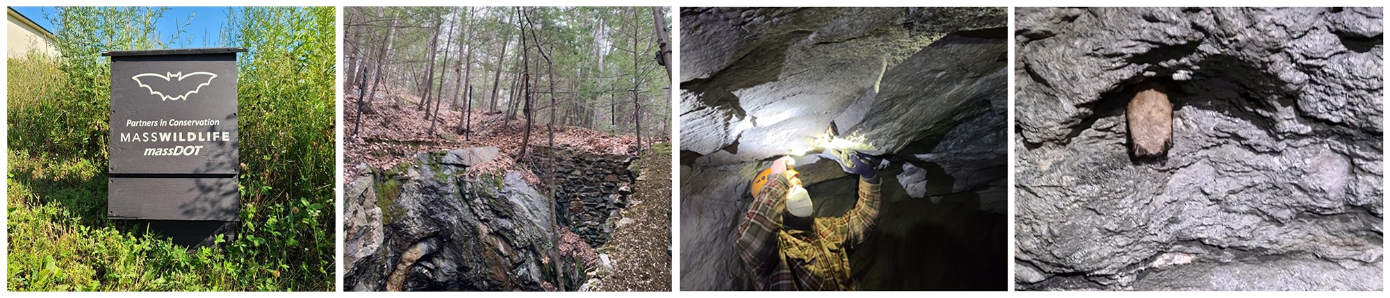 Collage image shows from left to right: 1. A sign that says "Partners in conservation. MassWildlife. MassDOT", 2. an entrance to a bat cave in the woods, 3. a MassDOT employee inspecting a cave bat habitat, and 4. a close up of a bat sleeping in a cave