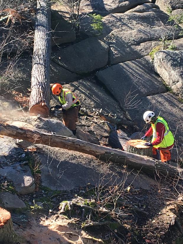 Forest Health Hazardous Tree Crew