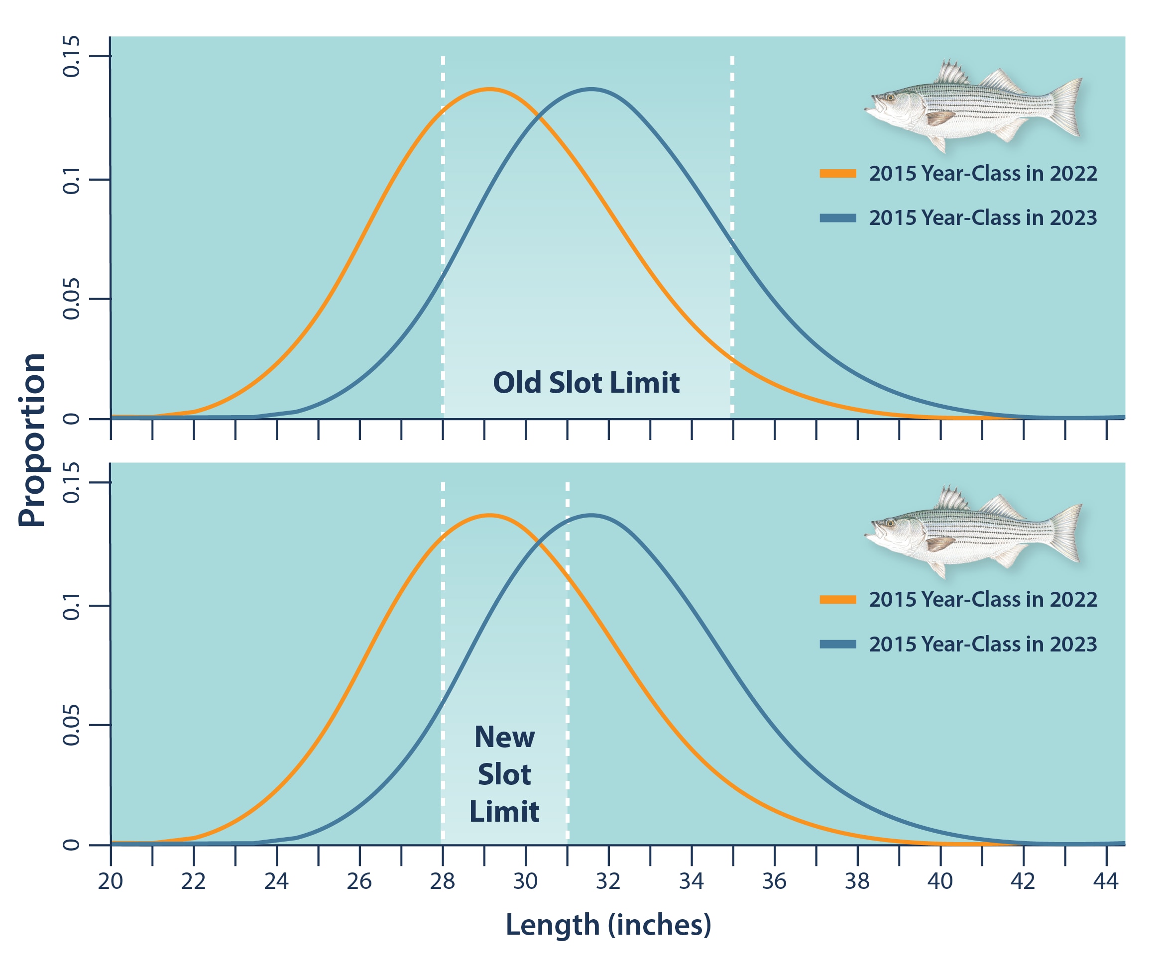 A figure comparing the old slot limit with the new slot limit for striped bass.