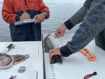 An angler measuring the length of their striped bass.