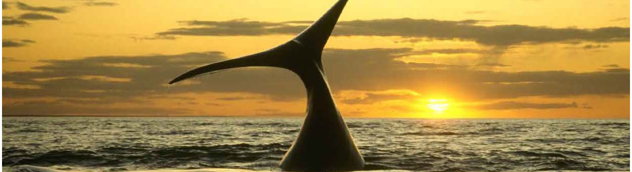 whale tail at sunset