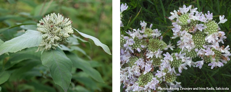 two different species of mountain mint