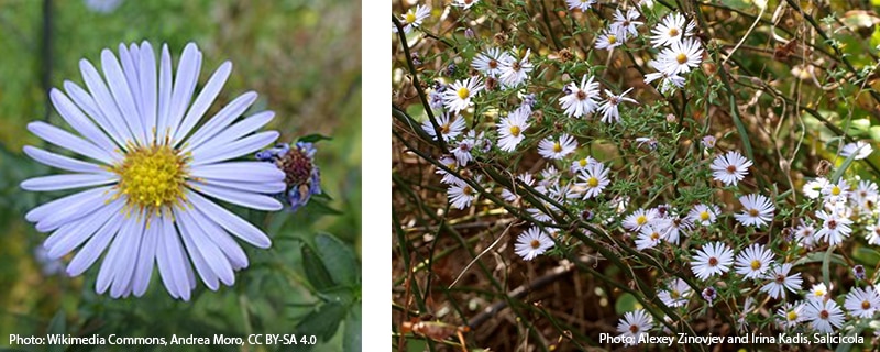 New York aster flower and habit