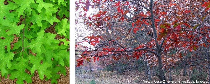 scarlet oak