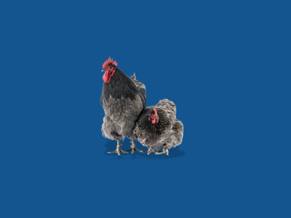 Best Management Practices for Backyard Poultry Keepers | Mass.gov
