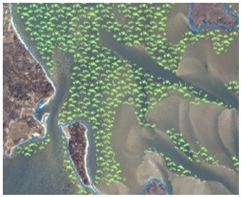 MassDEP Eelgrass Overview Map