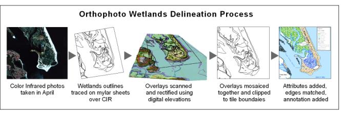 Wetlands Delineation Process