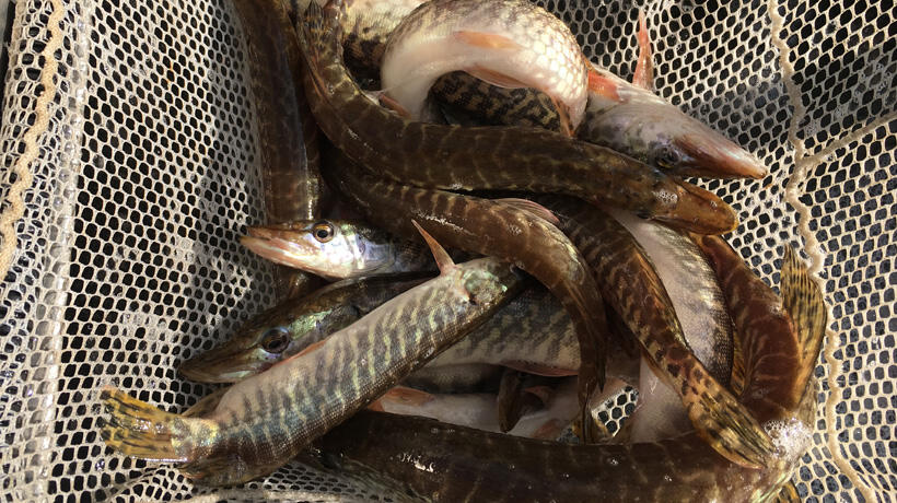 pike stocking