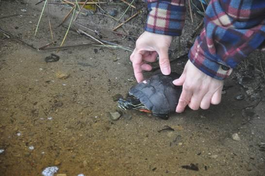 Turtle.jpg