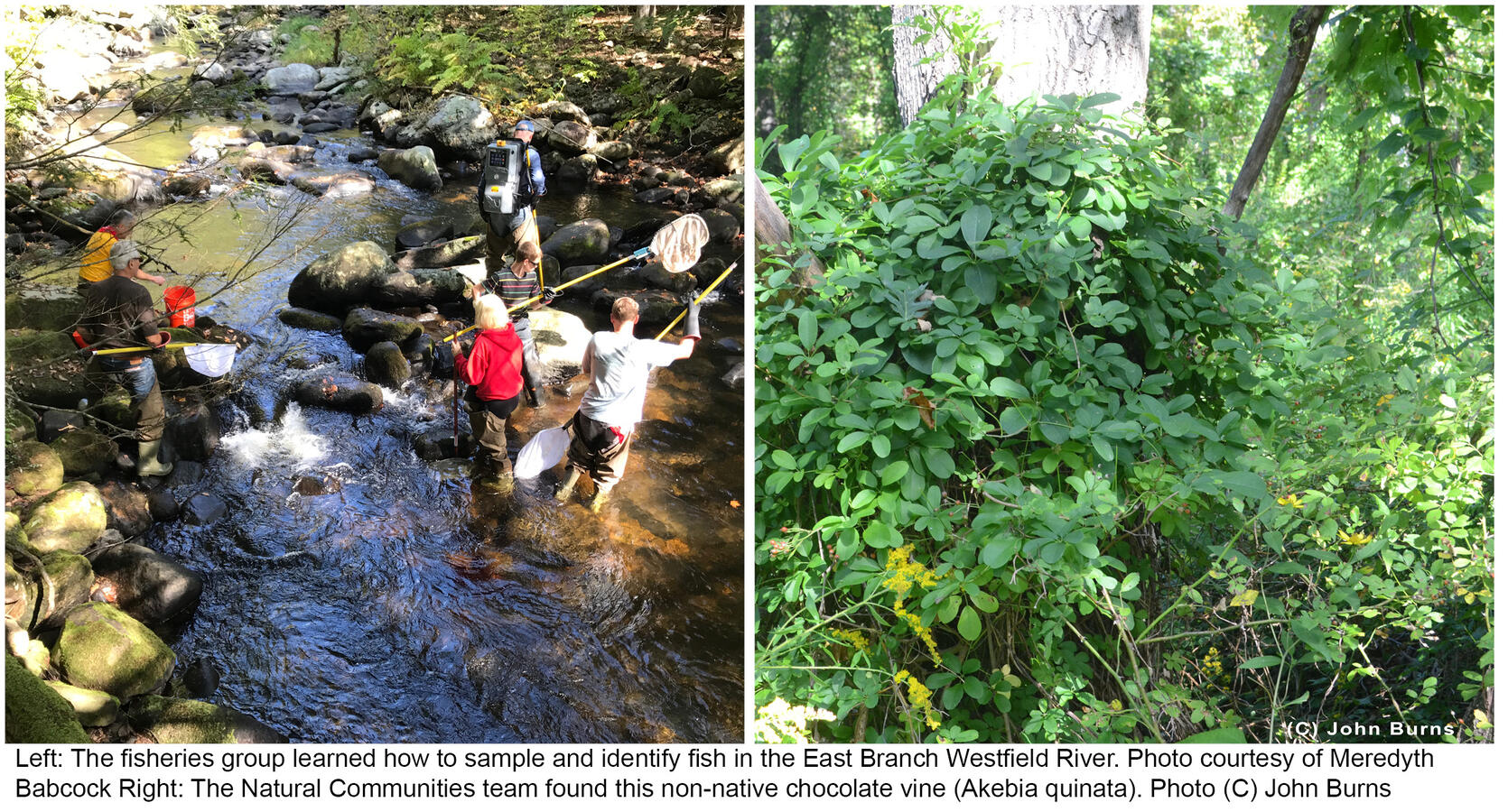 Two images one of volunteers learning how to sample fish and the non-native chocolate vine.