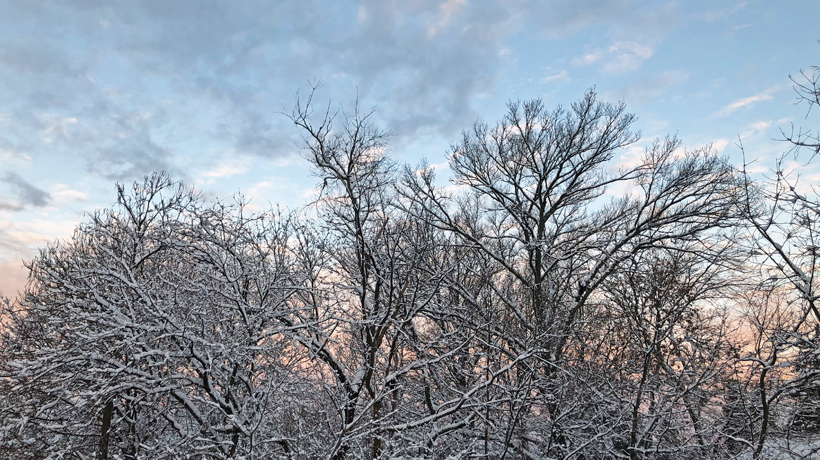 Snowy trees in winter