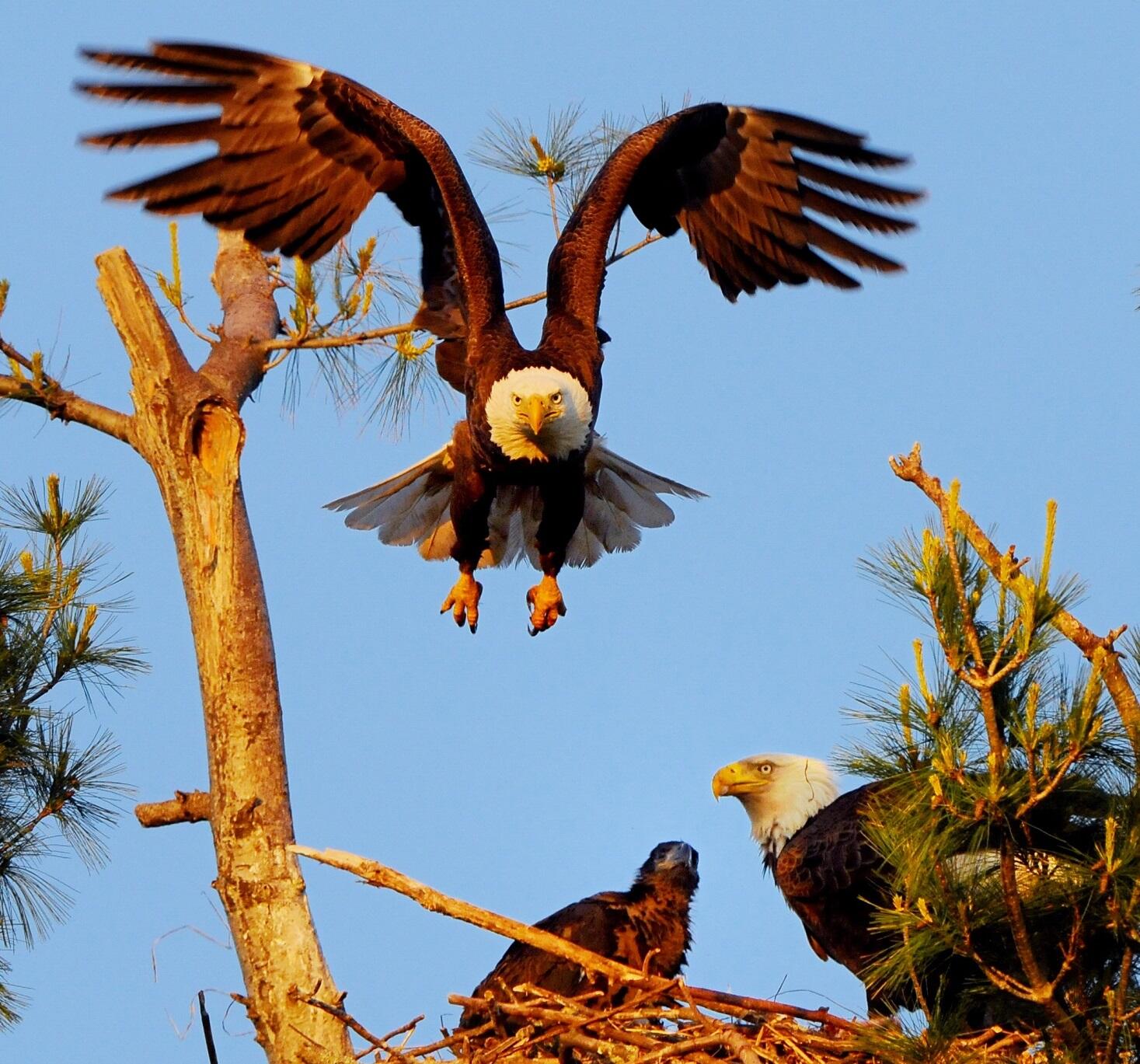 Bald Eagle nest